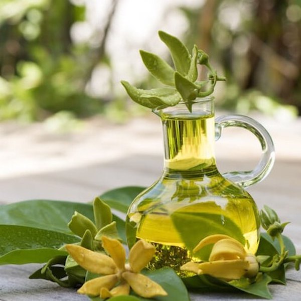 Ylang Ylang Oil